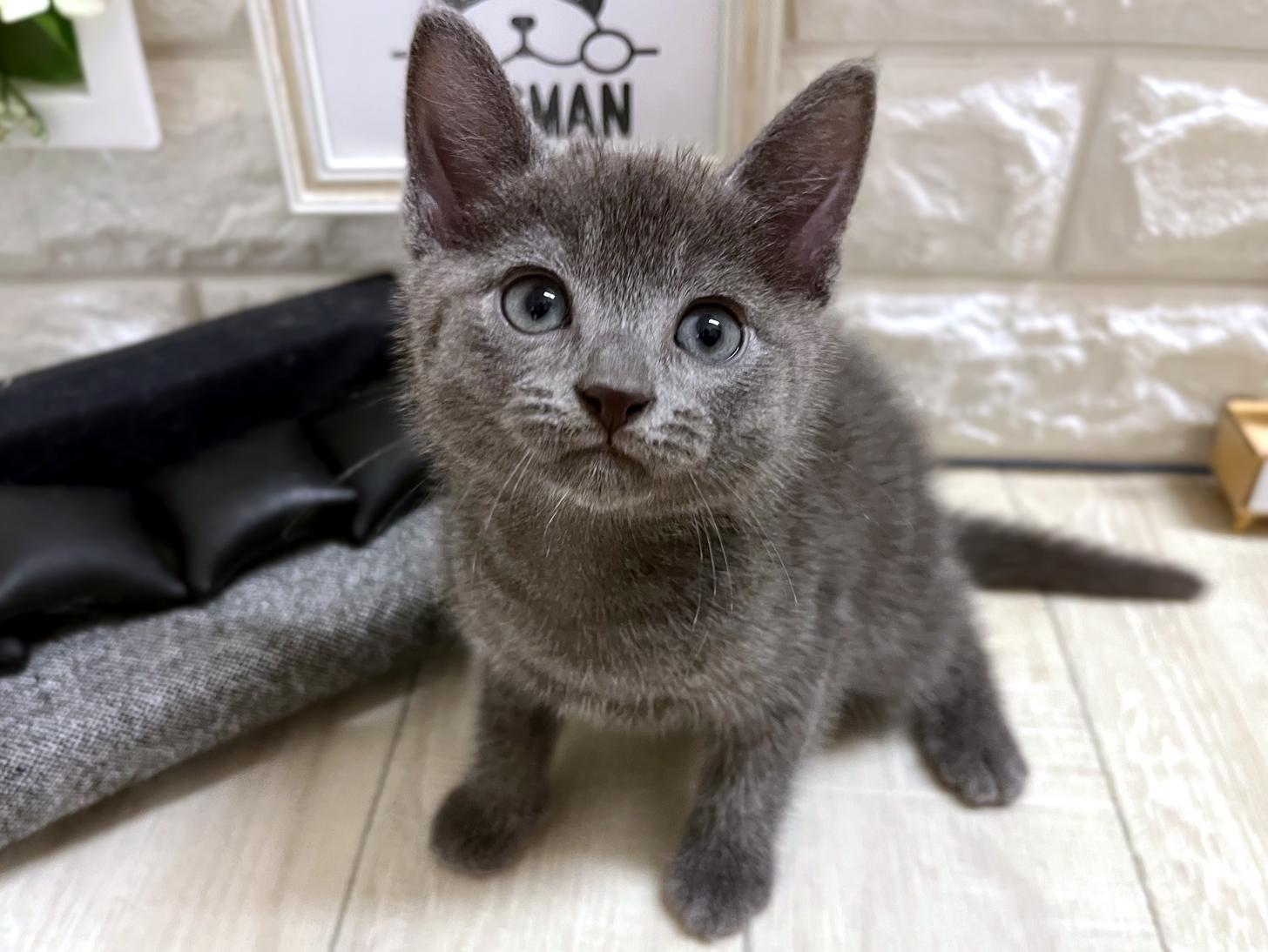 和歌山県のロシアンブルー (DOGMAN和歌山店/2026年4月26日生まれ/男の子/ブルー)の子猫の2枚目の画像
