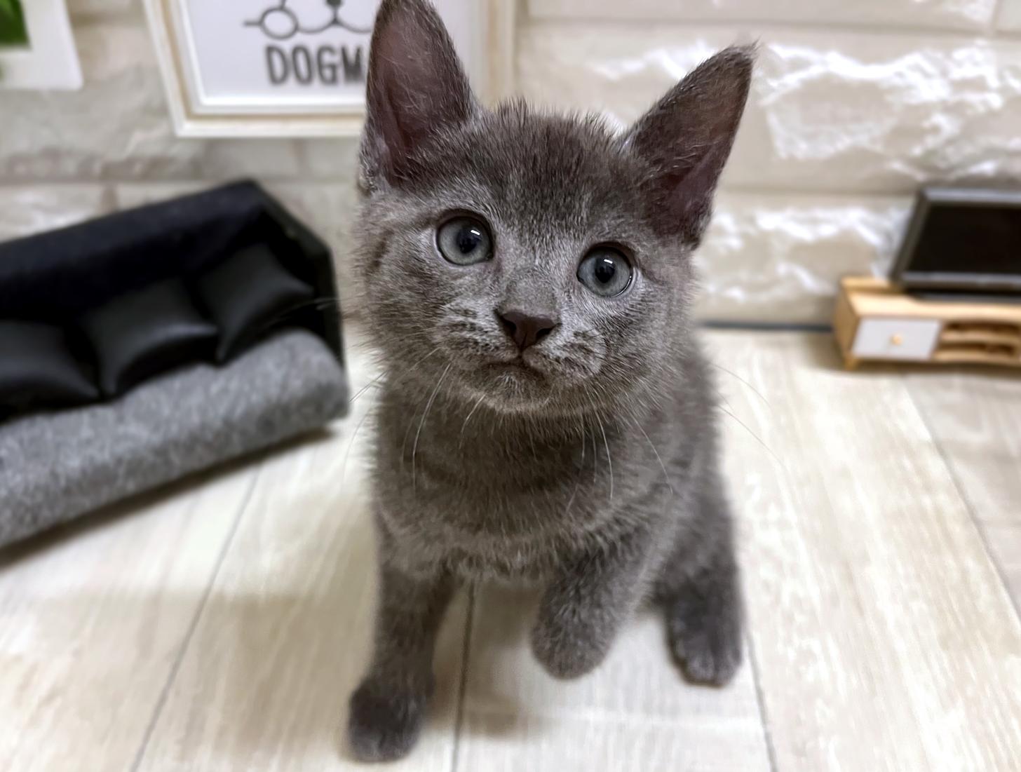 和歌山県のロシアンブルー (DOGMAN和歌山店/2026年4月26日生まれ/男の子/ブルー)の子猫の3枚目の画像