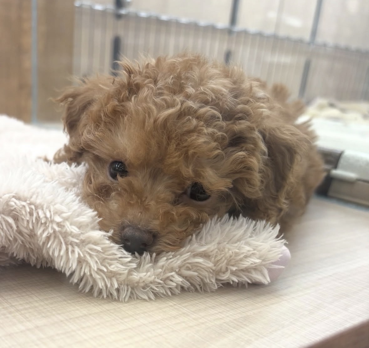 千葉県のトイプードル(トイ) (ペッツワン佐倉店/2025年12月5日生まれ/男の子/レッド)の子犬の1枚目の画像