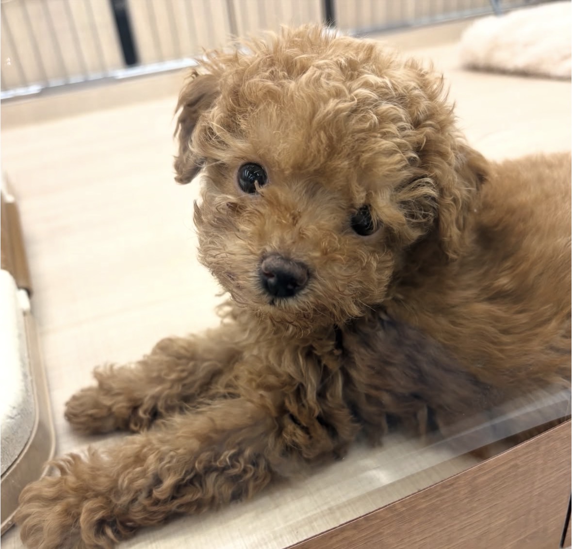 千葉県のトイプードル(トイ) (ペッツワン佐倉店/2025年12月5日生まれ/男の子/レッド)の子犬の2枚目の画像