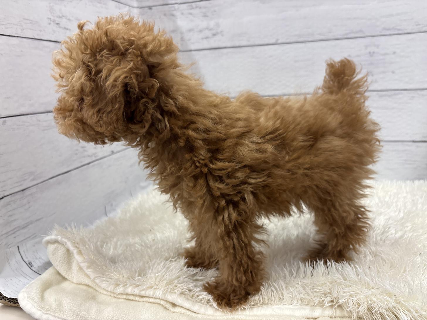 千葉県のトイプードル(トイ) (ペッツワン佐倉店/2025年12月5日生まれ/男の子/レッド)の子犬の3枚目の画像