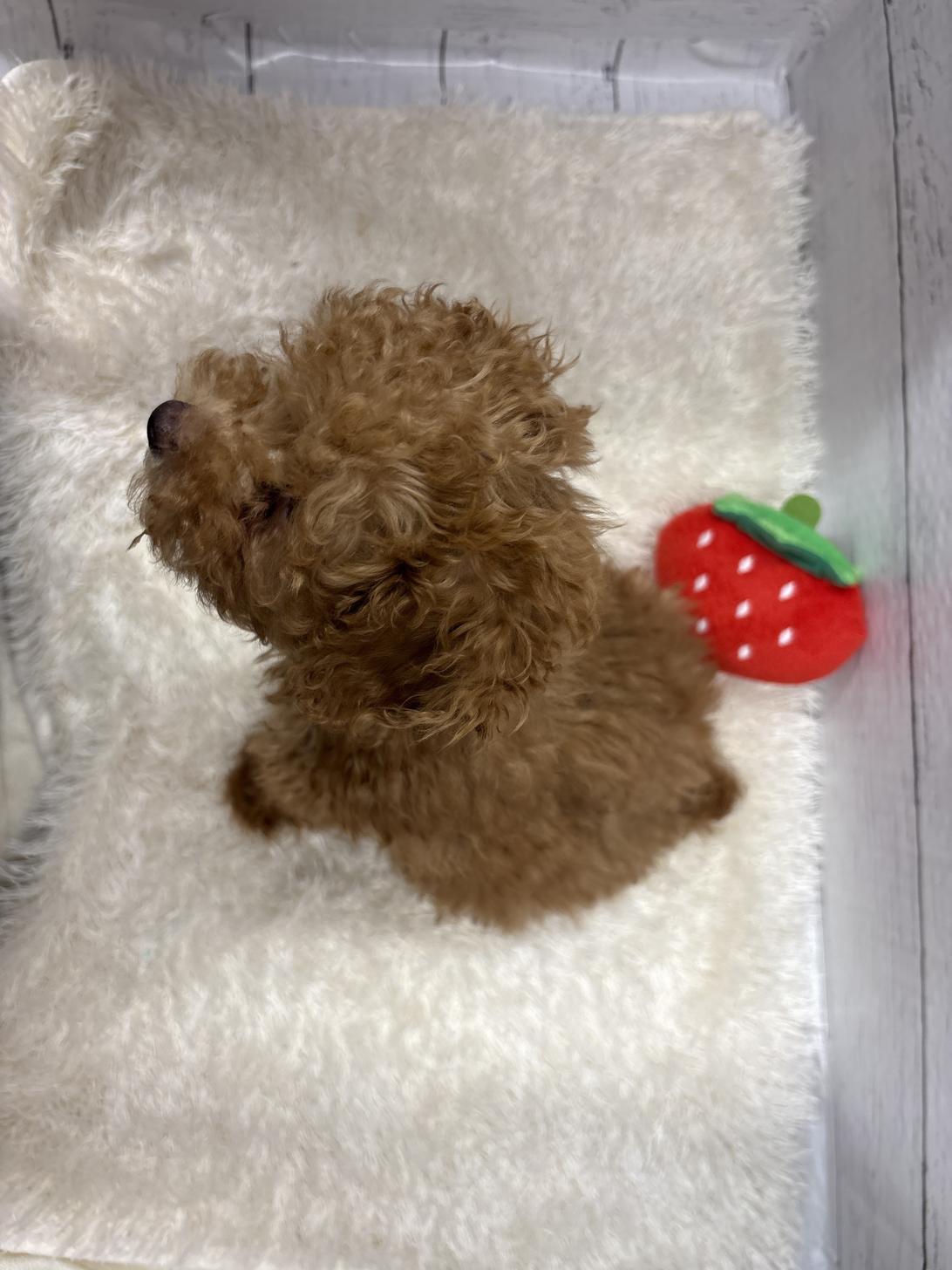 千葉県のトイプードル(トイ) (ペッツワン佐倉店/2025年12月5日生まれ/男の子/レッド)の子犬の4枚目の画像