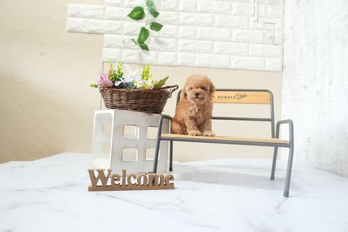 滋賀県のトイプードル(ティーカップ) (いっぷく湖南店/2025年12月13日生まれ/女の子/オレンジフォーン)の子犬の1枚目の画像