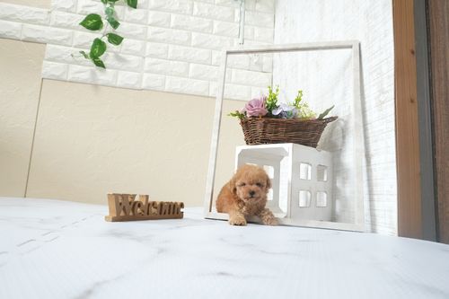 滋賀県のトイプードル(ティーカップ) (いっぷく湖南店/2025年12月13日生まれ/女の子/オレンジフォーン)の子犬の2枚目の画像