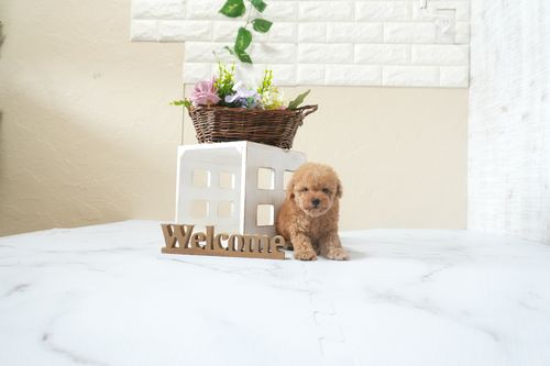 滋賀県のトイプードル(ティーカップ) (いっぷく湖南店/2025年12月13日生まれ/女の子/オレンジフォーン)の子犬の3枚目の画像