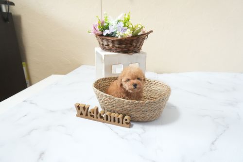 滋賀県のトイプードル(ティーカップ) (いっぷく湖南店/2025年12月13日生まれ/女の子/オレンジフォーン)の子犬の4枚目の画像