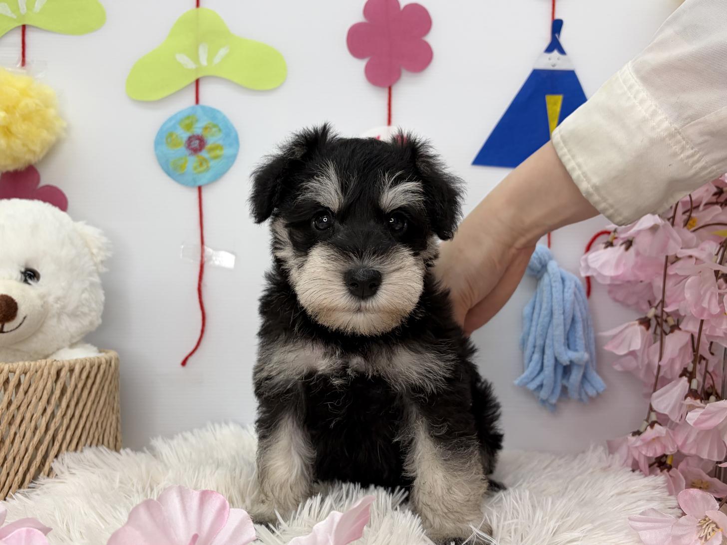 北海道のミニチュアシュナウザー (ラブワンコ カインズ大曲店/2026年1月18日生まれ/女の子/ブラックシルバー)の子犬