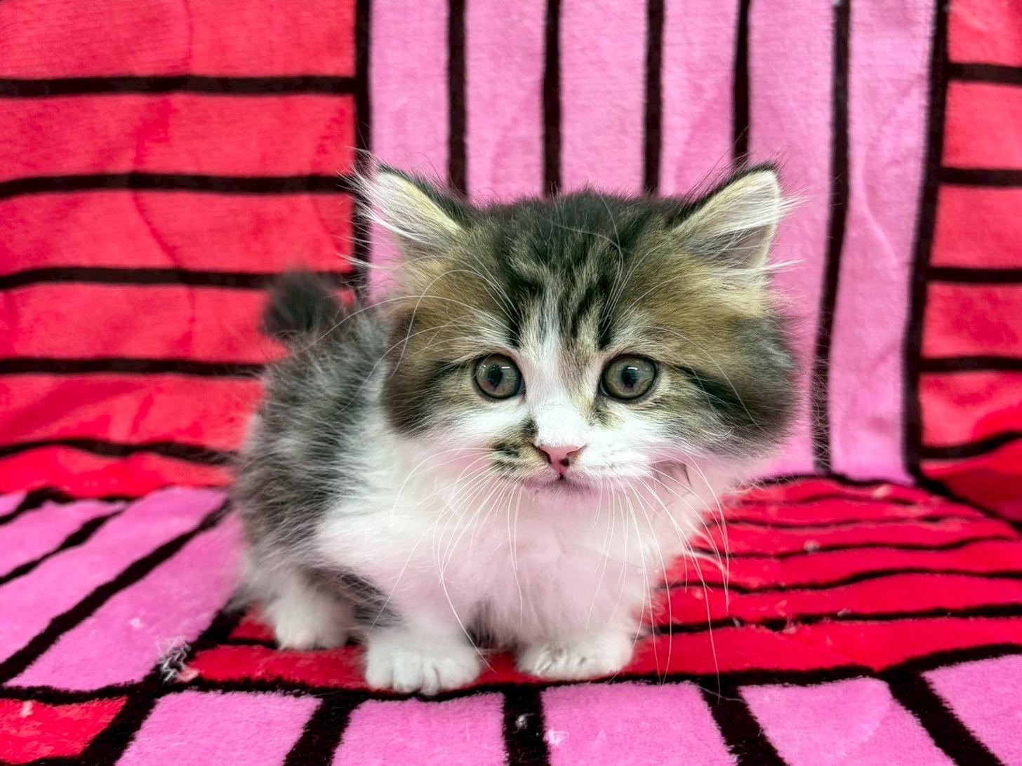 愛知県のマンチカン (ハピースペット春日井アミーゴ店/2025年9月6日生まれ/男の子/ブラウンタビーホワイト)の子猫の1枚目の画像