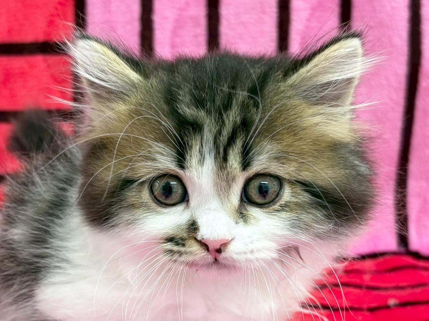 愛知県のマンチカン (ハピースペット春日井アミーゴ店/2025年9月6日生まれ/男の子/ブラウンタビーホワイト)の子猫の2枚目の画像