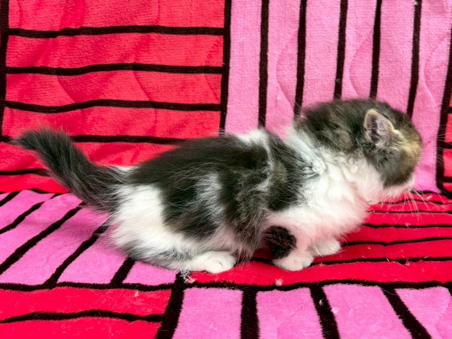 愛知県のマンチカン (ハピースペット春日井アミーゴ店/2025年9月6日生まれ/男の子/ブラウンタビーホワイト)の子猫の3枚目の画像