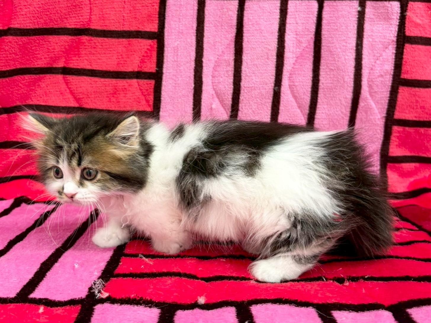 愛知県のマンチカン (ハピースペット春日井アミーゴ店/2025年9月6日生まれ/男の子/ブラウンタビーホワイト)の子猫の4枚目の画像