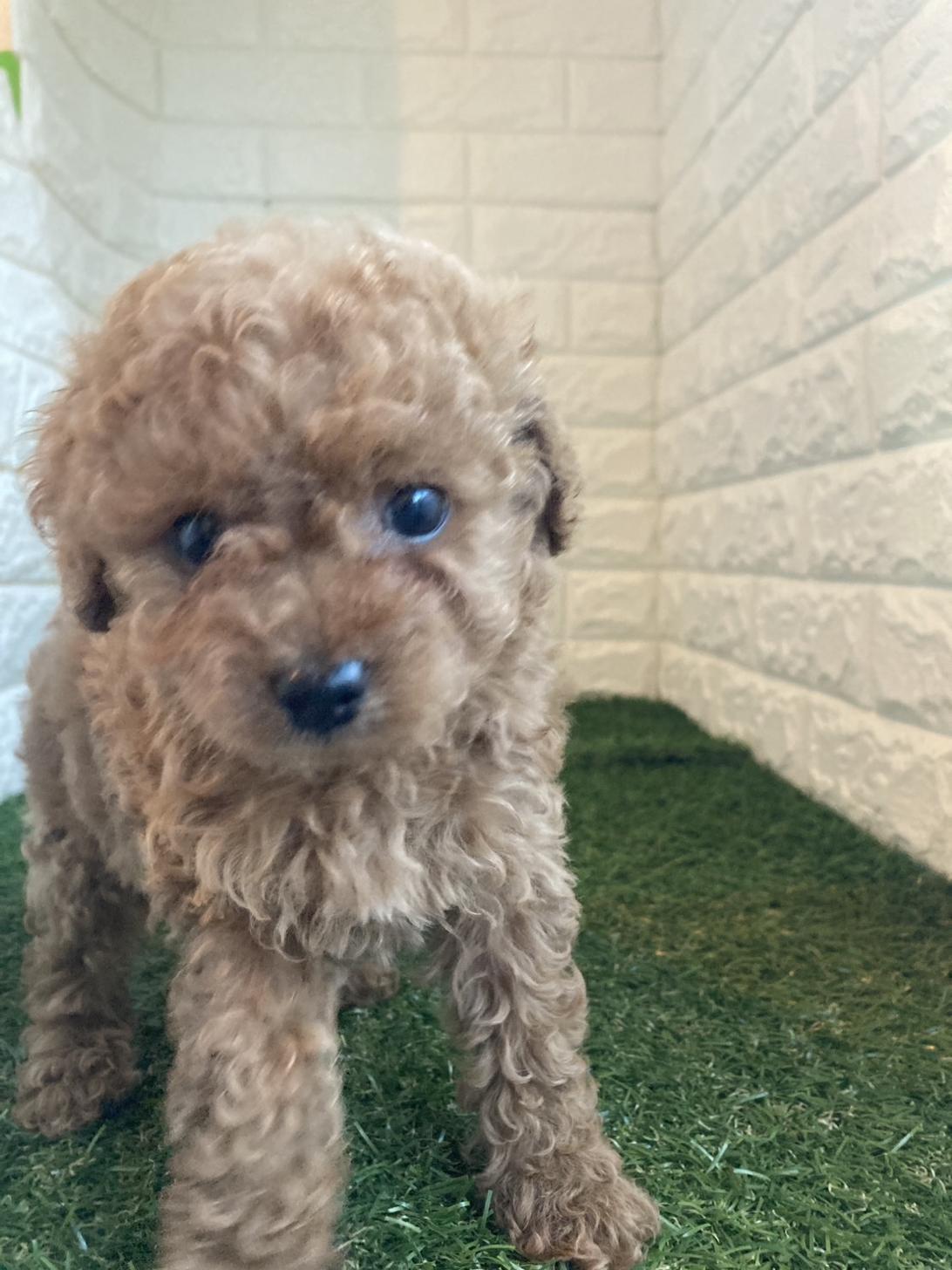 東京都のトイプードル(タイニー) (ペットショップcoco東京港区店/2025年10月7日生まれ/女の子/レッド)の子犬