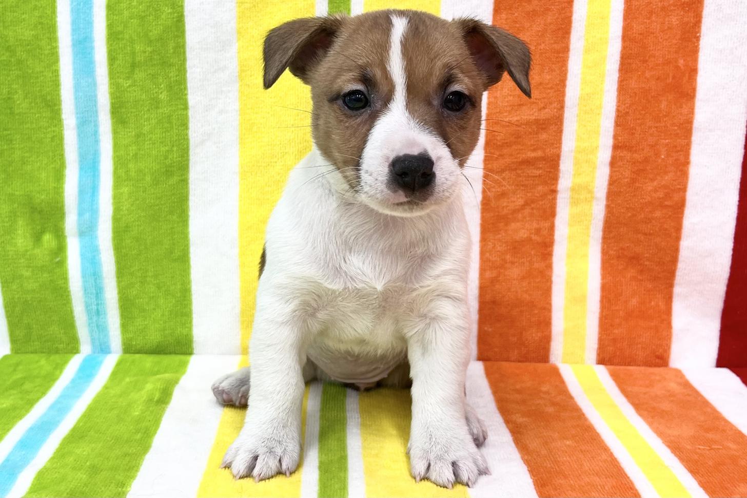 愛知県のジャックラッセルテリア (ハピースペット一宮三条アミーゴ店/2026年2月4日生まれ/女の子/タンホワイト)の子犬の1枚目の画像