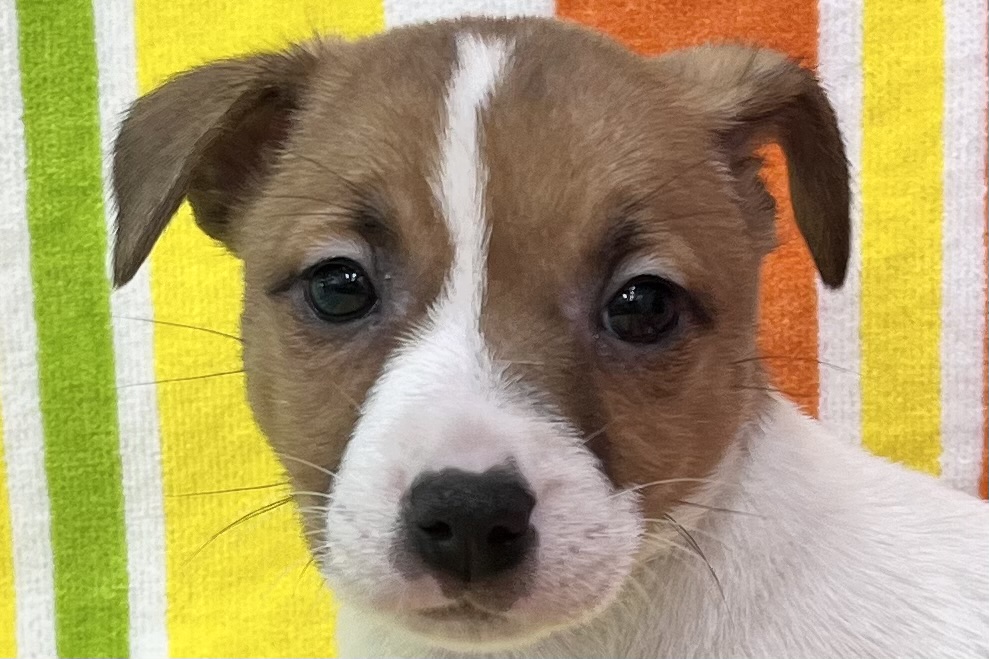 愛知県のジャックラッセルテリア (ハピースペット一宮三条アミーゴ店/2026年2月4日生まれ/女の子/タンホワイト)の子犬の2枚目の画像