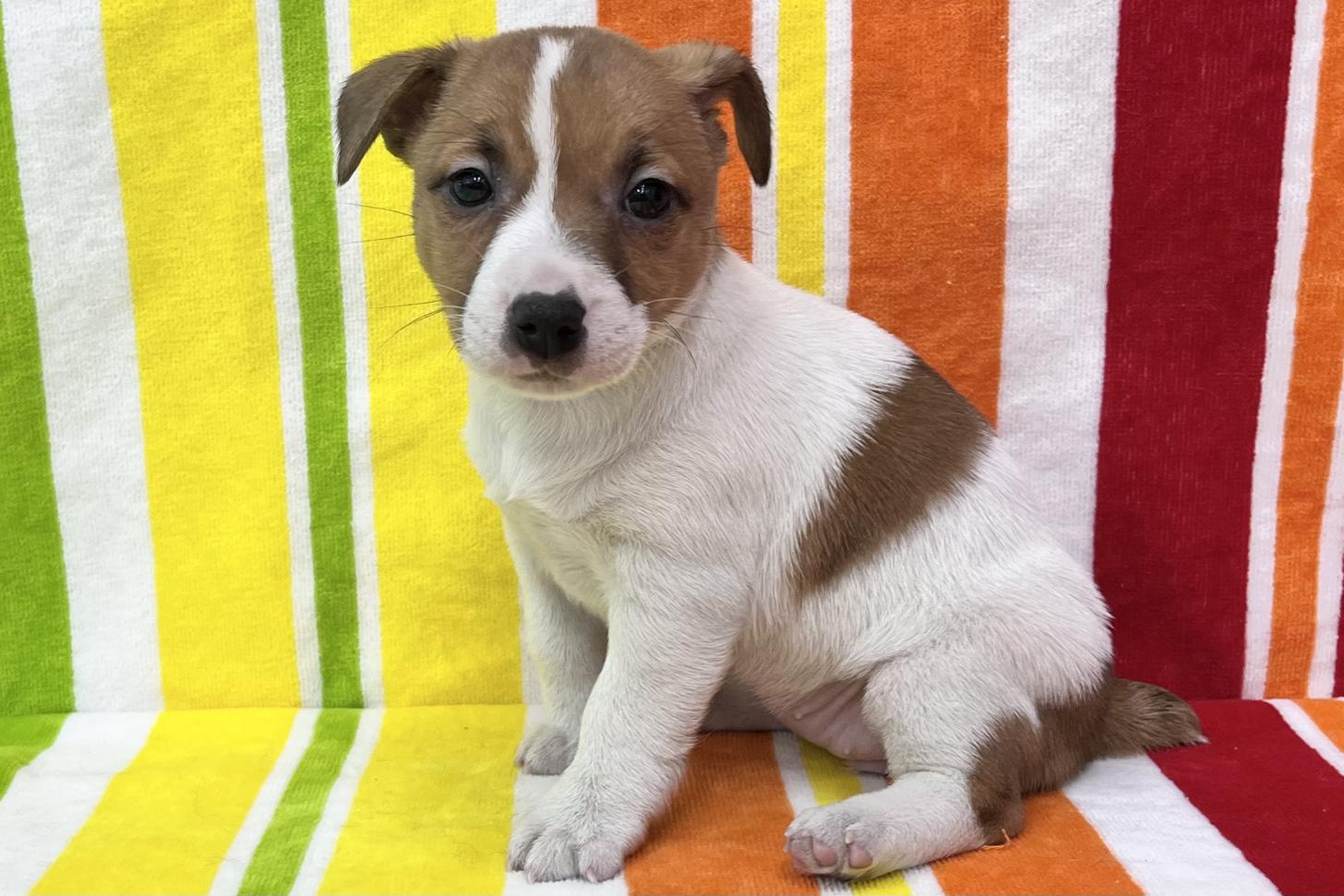 愛知県のジャックラッセルテリア (ハピースペット一宮三条アミーゴ店/2026年2月4日生まれ/女の子/タンホワイト)の子犬の3枚目の画像