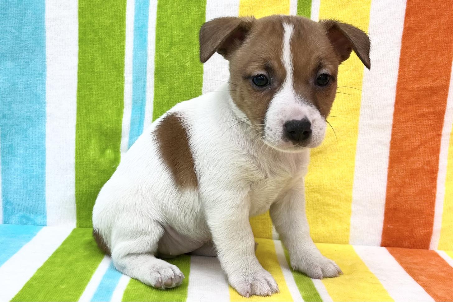 愛知県のジャックラッセルテリア (ハピースペット一宮三条アミーゴ店/2026年2月4日生まれ/女の子/タンホワイト)の子犬の4枚目の画像