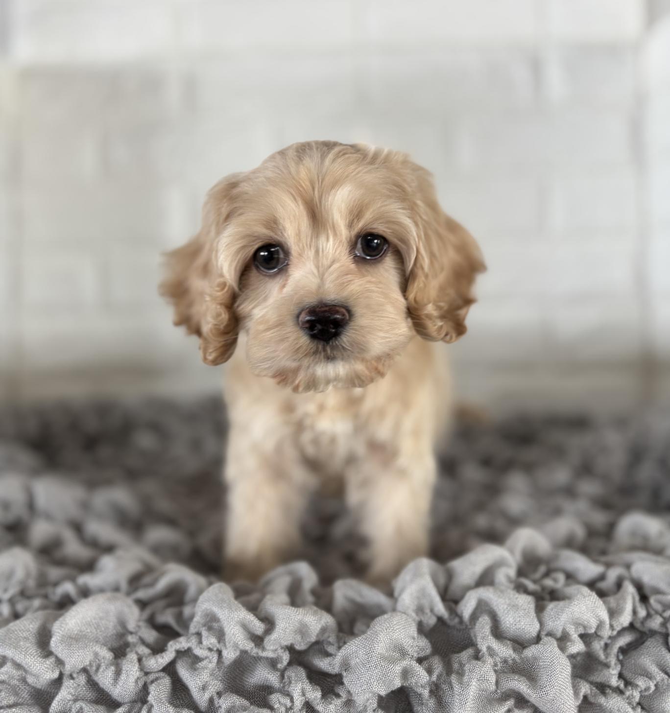 岡山県のハーフ犬・ミックス犬 (ペットショップcoco新福店/2025年7月14日生まれ/女の子/オレンジフォーン)の子犬の1枚目の画像