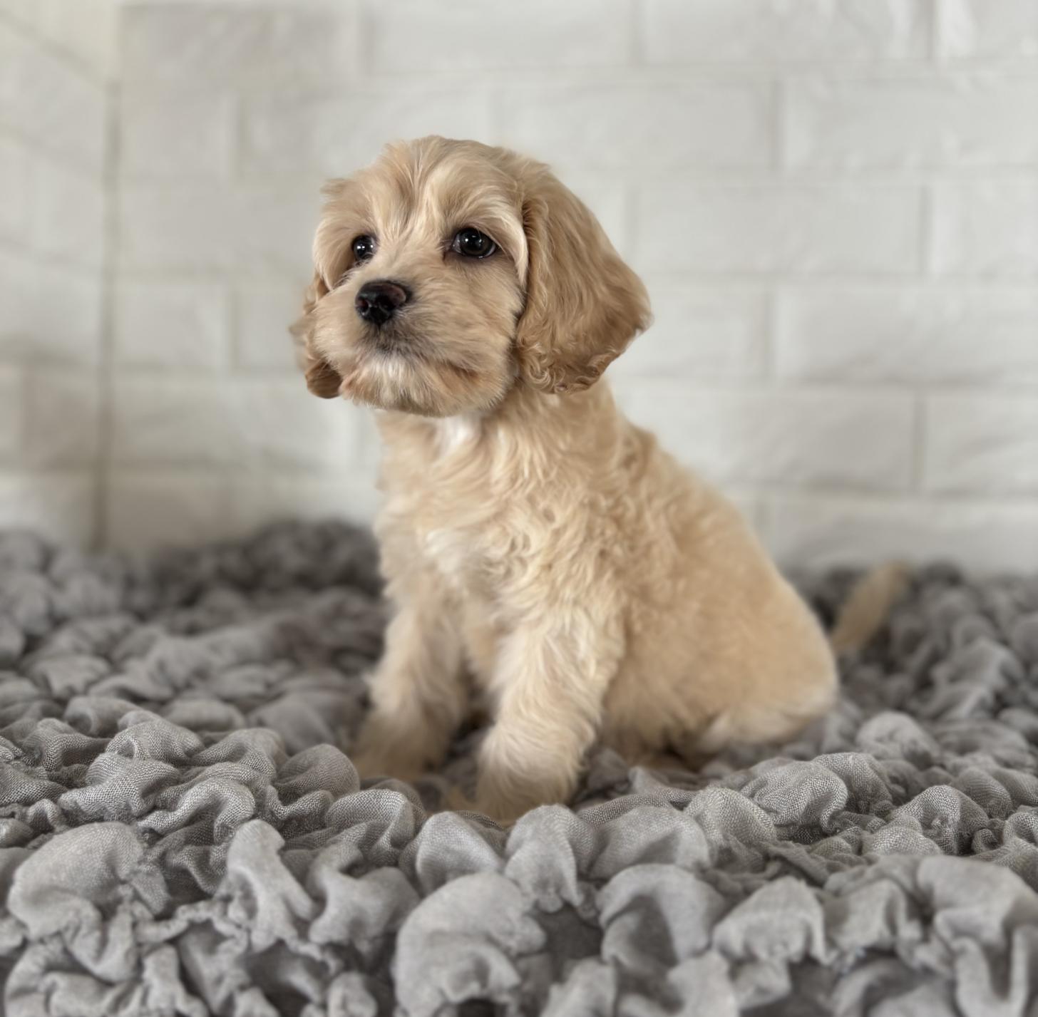 岡山県のハーフ犬・ミックス犬 (ペットショップcoco新福店/2025年7月14日生まれ/女の子/オレンジフォーン)の子犬の2枚目の画像
