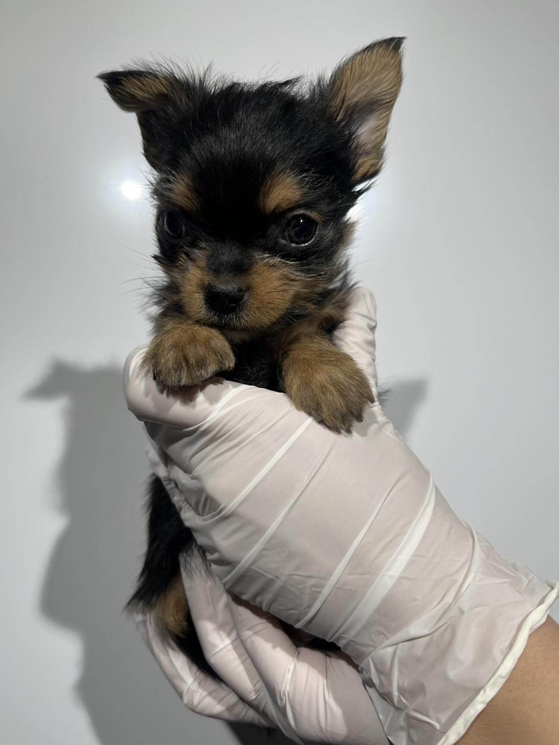 埼玉県のヨーチー/チワキー/チワヨーキー(ヨークシャーテリア×チワワ) (ペッツスマイル南中野店/2025年11月28日生まれ/男の子/スチールブルータン)の子犬の1枚目の画像