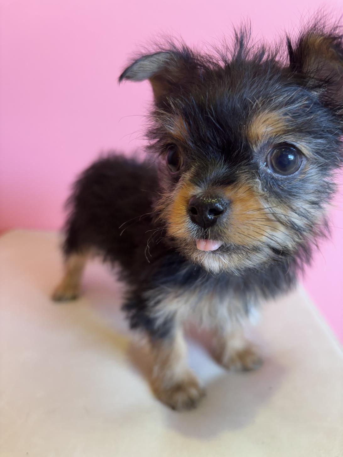 埼玉県のヨーチー/チワキー/チワヨーキー(ヨークシャーテリア×チワワ) (ペッツスマイル南中野店/2025年11月28日生まれ/男の子/スチールブルータン)の子犬の1枚目の画像