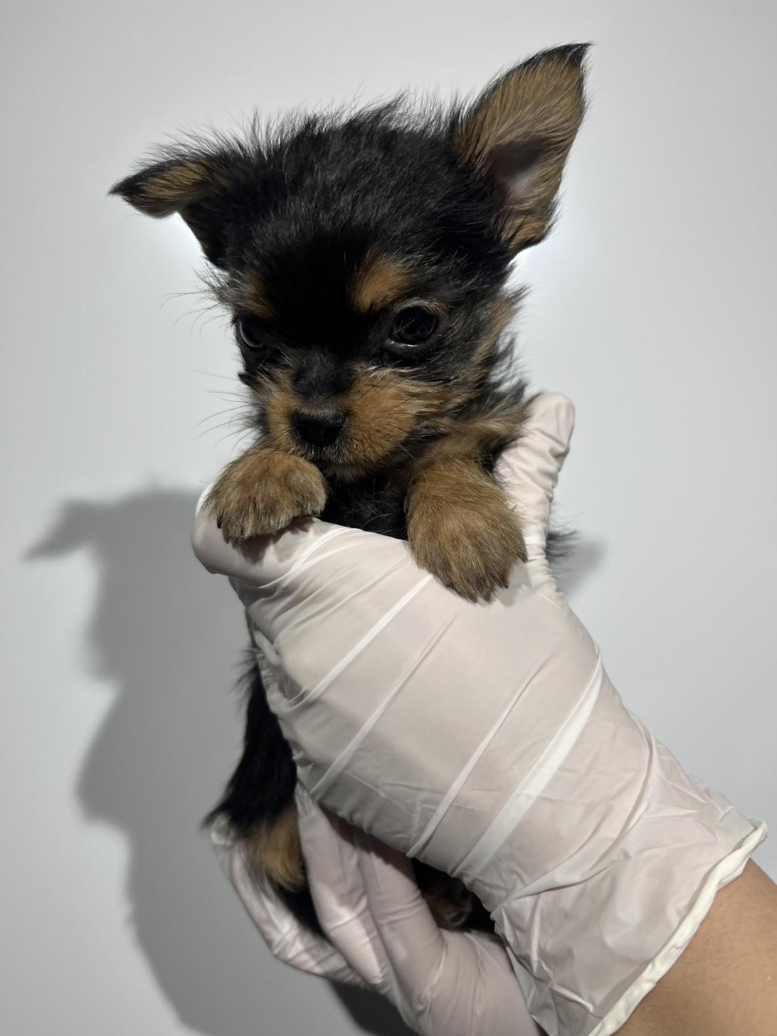 埼玉県のヨーチー/チワキー/チワヨーキー(ヨークシャーテリア×チワワ) (ペッツスマイル南中野店/2025年11月28日生まれ/男の子/スチールブルータン)の子犬の2枚目の画像