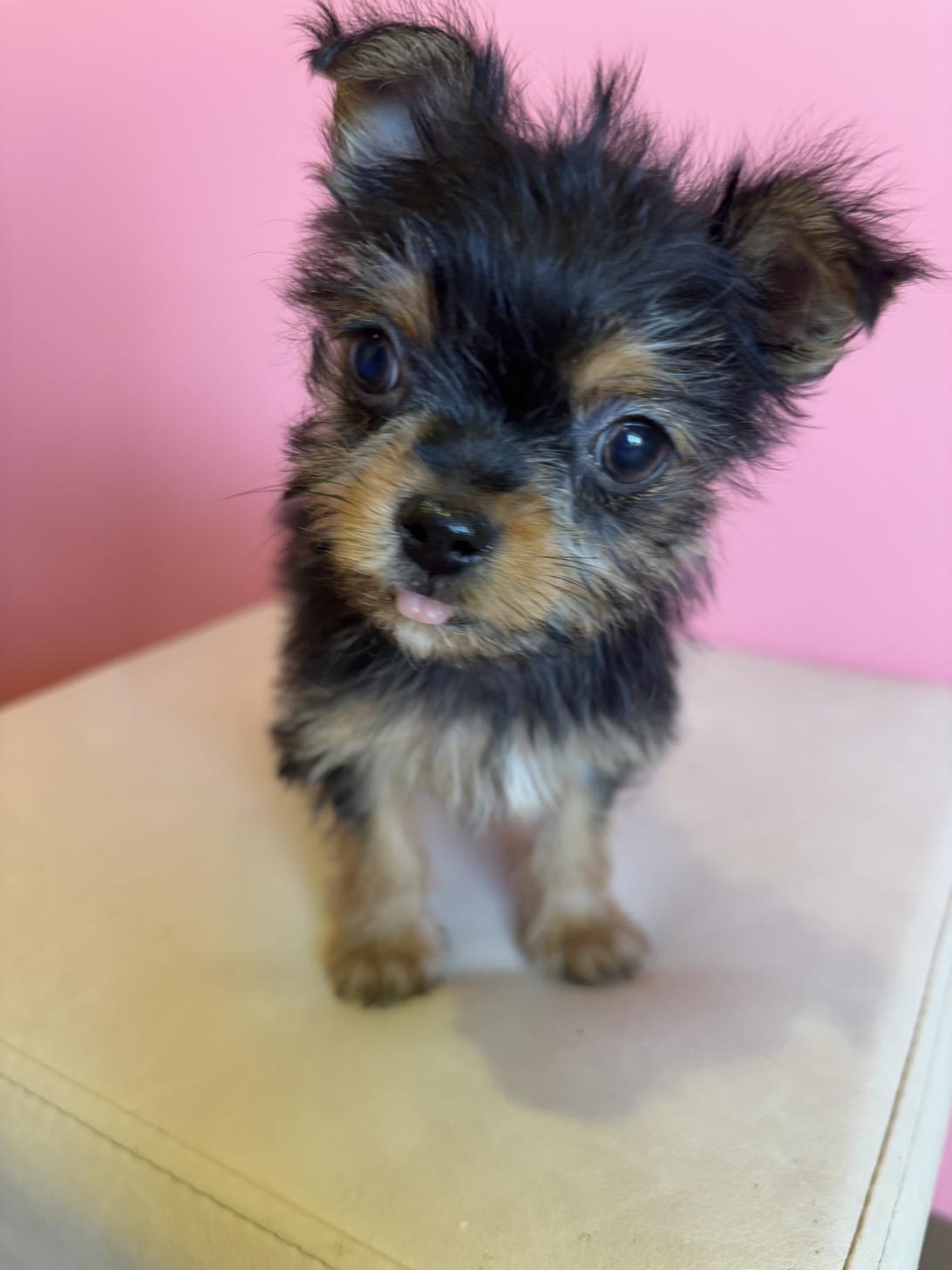 埼玉県のヨーチー/チワキー/チワヨーキー(ヨークシャーテリア×チワワ) (ペッツスマイル南中野店/2025年11月28日生まれ/男の子/スチールブルータン)の子犬の2枚目の画像