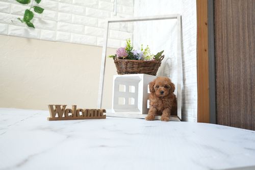 滋賀県のトイプードル(タイニー) (いっぷく湖南店/2025年12月2日生まれ/男の子/レッドフォーン)の子犬の1枚目の画像