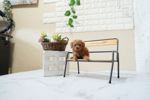 滋賀県のトイプードル(タイニー) (いっぷく湖南店/2025年12月2日生まれ/男の子/レッドフォーン)の子犬の2枚目の画像