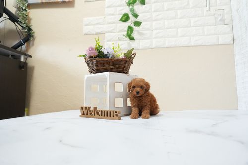 滋賀県のトイプードル(タイニー) (いっぷく湖南店/2025年12月2日生まれ/男の子/レッドフォーン)の子犬の3枚目の画像