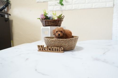 滋賀県のトイプードル(タイニー) (いっぷく湖南店/2025年12月2日生まれ/男の子/レッドフォーン)の子犬の4枚目の画像