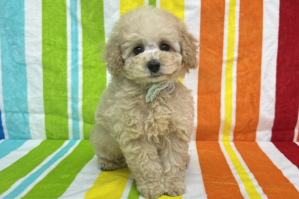 愛知県のトイプードル(トイ) (ハピースペット鳴海店/2025年5月15日生まれ/男の子/クリーム)の子犬の1枚目の画像