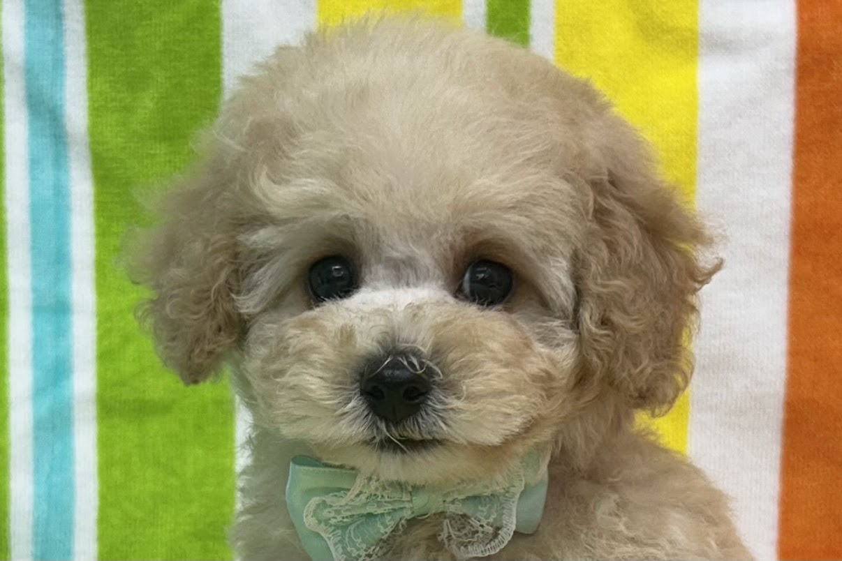 愛知県のトイプードル(トイ) (ハピースペット鳴海店/2025年5月15日生まれ/男の子/クリーム)の子犬の2枚目の画像