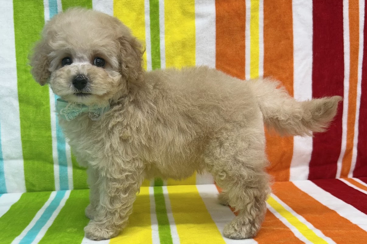 愛知県のトイプードル(トイ) (ハピースペット鳴海店/2025年5月15日生まれ/男の子/クリーム)の子犬の3枚目の画像