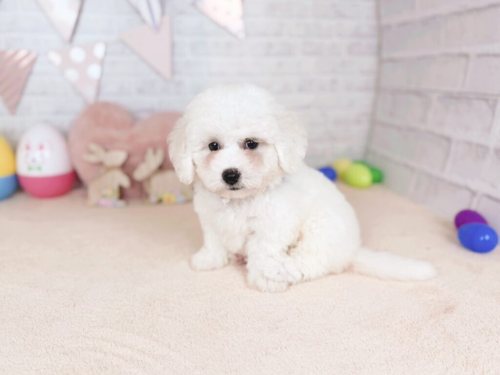 北海道のビションフリーゼ (ペットショップだんぼ/2026年5月28日生まれ/男の子/ホワイト)の子犬の2枚目の画像