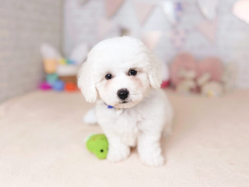 北海道のビションフリーゼ (ペットショップだんぼ/2026年5月28日生まれ/男の子/ホワイト)の子犬の2枚目の画像