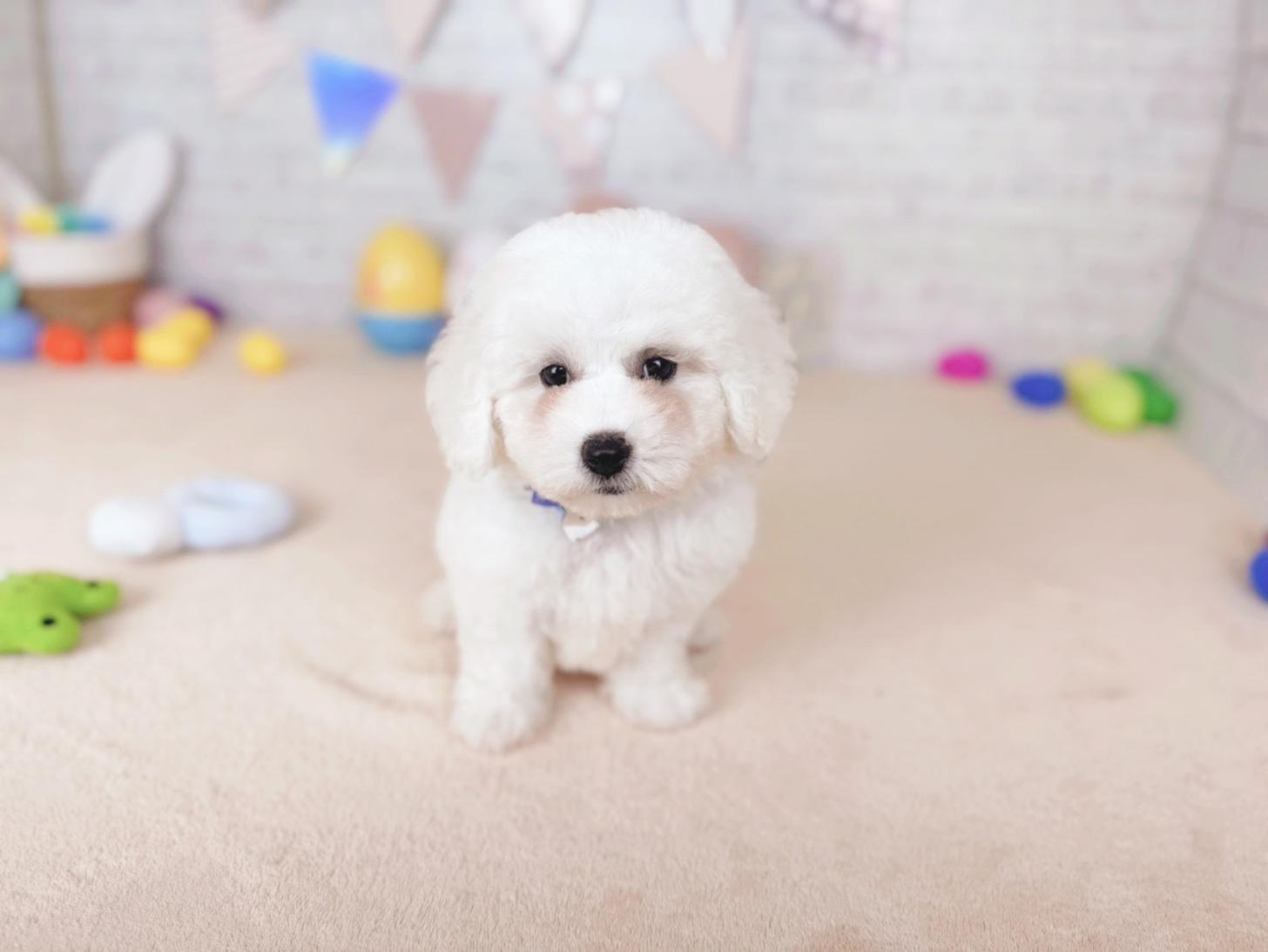 北海道のビションフリーゼ (ペットショップだんぼ/2026年5月28日生まれ/男の子/ホワイト)の子犬の3枚目の画像