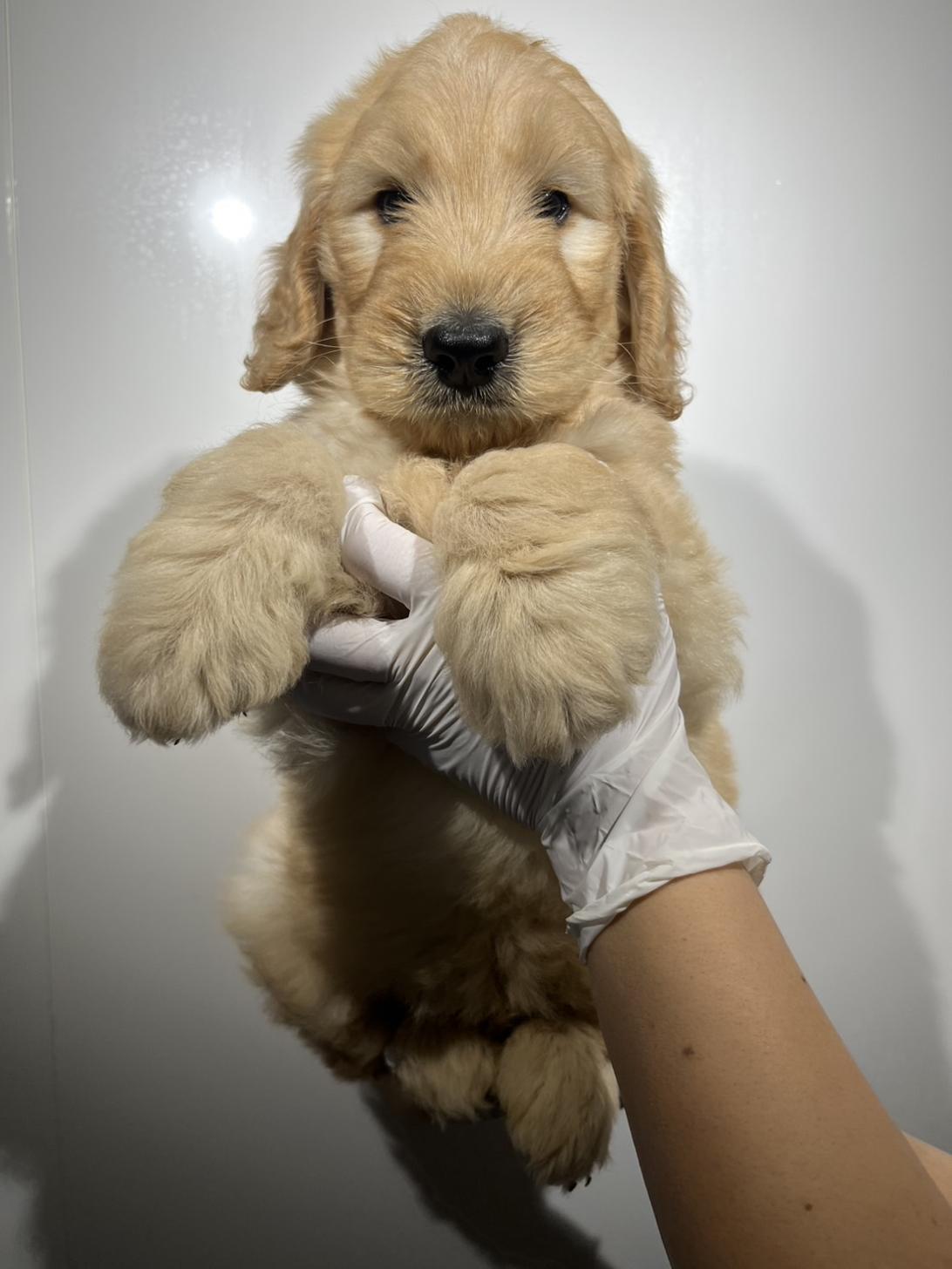 埼玉県のゴールデンドゥードゥル(ゴールデン×プードル) (ペッツスマイル加須インター店/2025年9月28日生まれ/男の子/ゴールド)の子犬の1枚目の画像