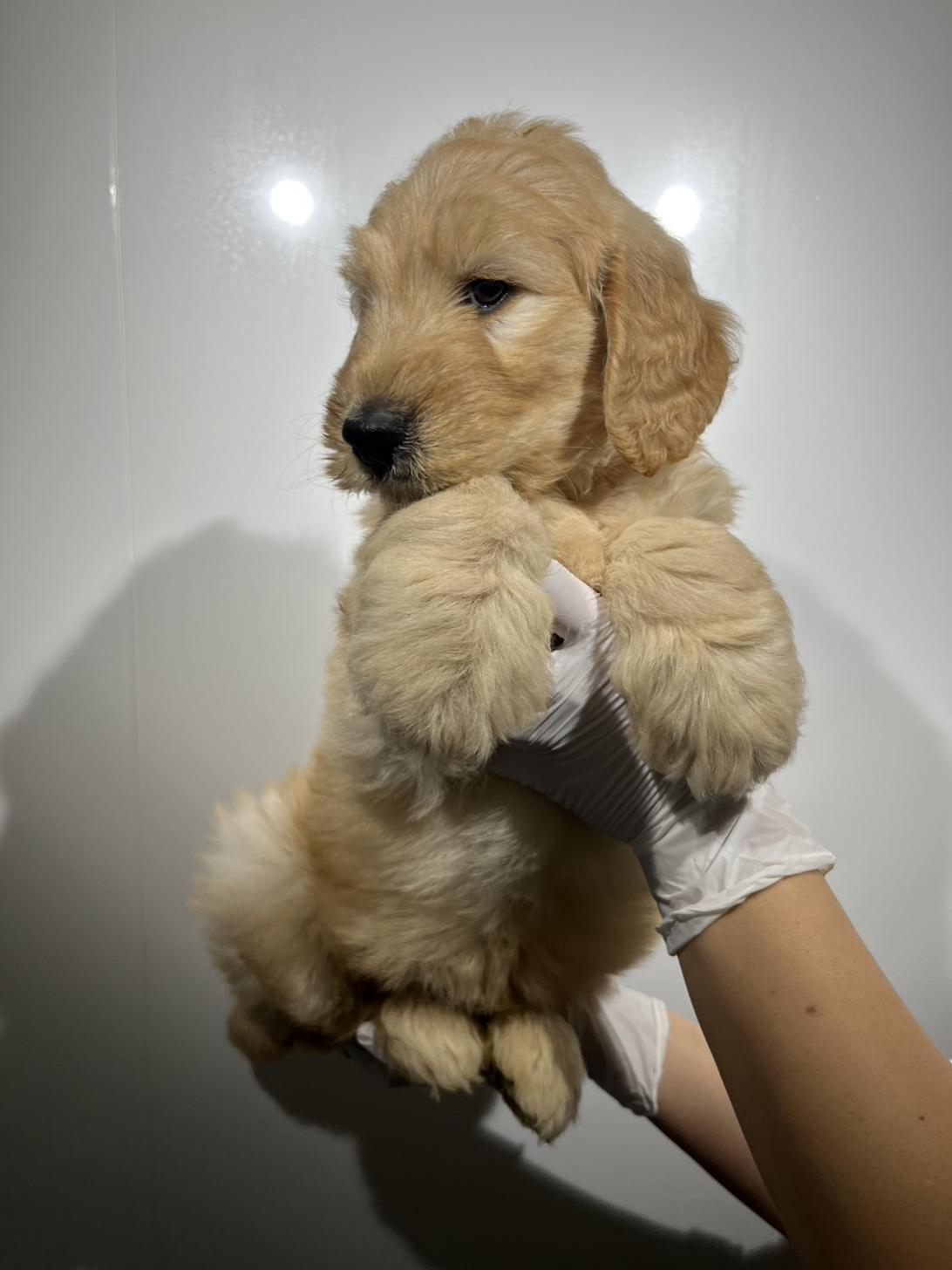 埼玉県のゴールデンドゥードゥル(ゴールデン×プードル) (ペッツスマイル加須インター店/2025年9月28日生まれ/男の子/ゴールド)の子犬の2枚目の画像