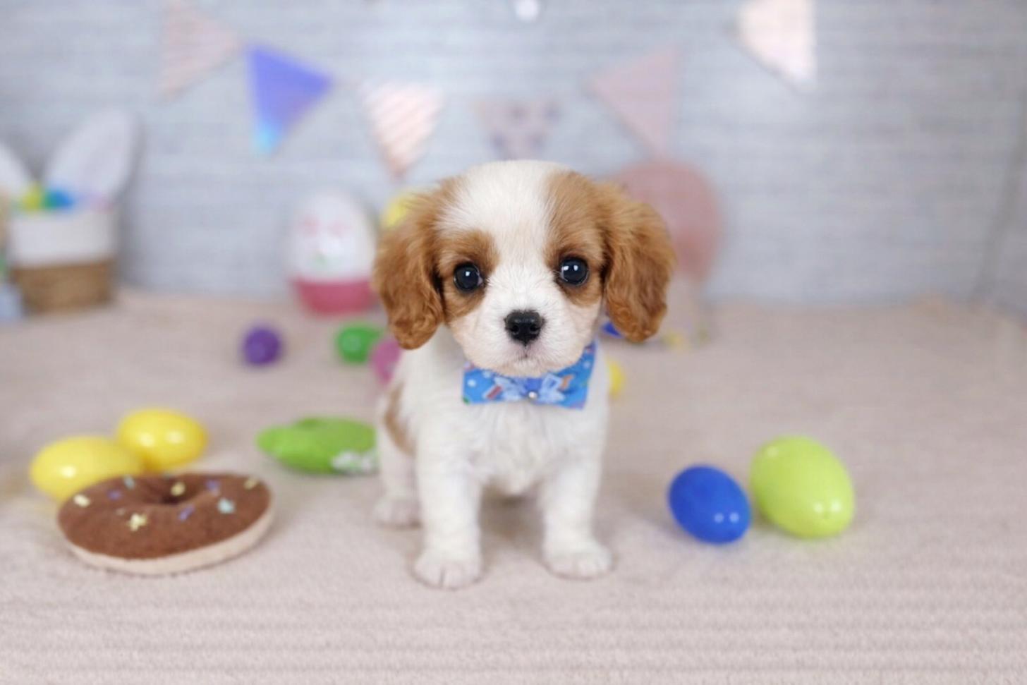 北海道のキャバリアキングチャールズスパニエル (ペットショップだんぼ/2026年1月10日生まれ/男の子/ブレンハイム)の子犬