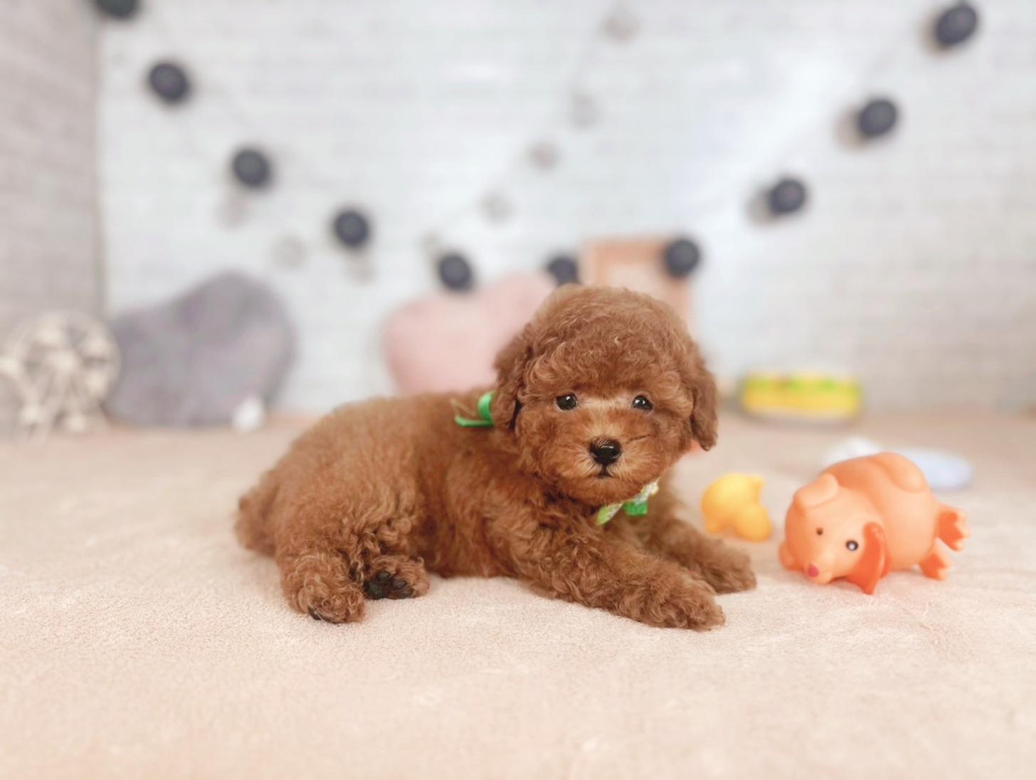 北海道のトイプードル(トイ) (ペットショップだんぼ/2025年6月12日生まれ/男の子/レッド)の子犬の3枚目の画像