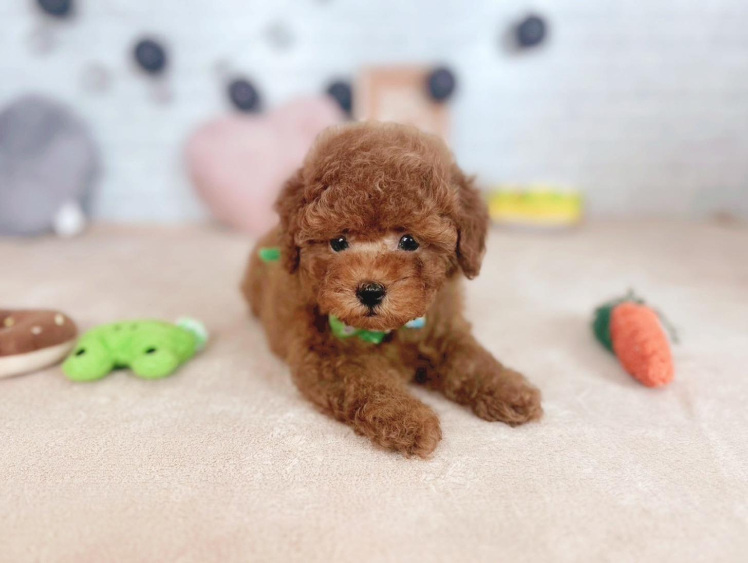 北海道のトイプードル(トイ) (ペットショップだんぼ/2025年6月12日生まれ/男の子/レッド)の子犬の4枚目の画像