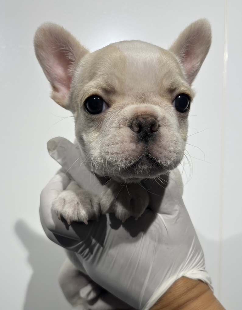 埼玉県のフレンチブルドッグ (ペッツスマイル南中野店/2025年10月5日生まれ/女の子/クリーム)の子犬の1枚目の画像