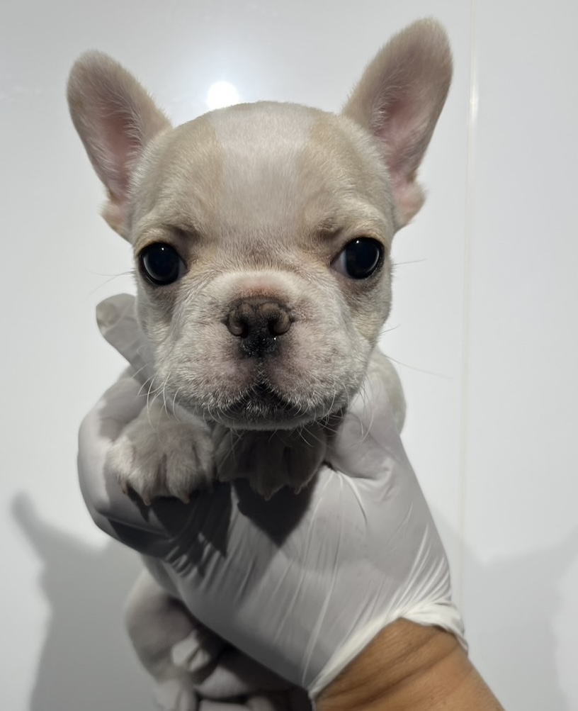 埼玉県のフレンチブルドッグ (ペッツスマイル南中野店/2025年10月5日生まれ/女の子/クリーム)の子犬の2枚目の画像
