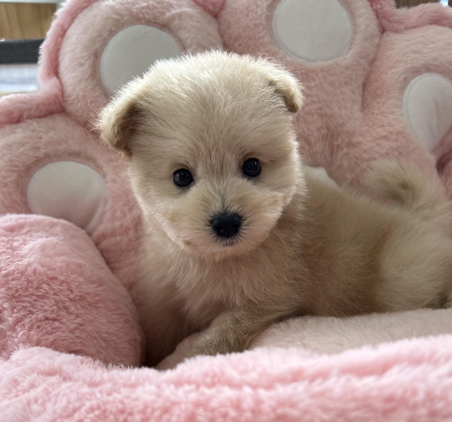 佐賀県のポメプー(ポメラニアン×プードル) (スタードッグス新鳥栖店/2025年12月7日生まれ/男の子/クリーム)の子犬の1枚目の画像