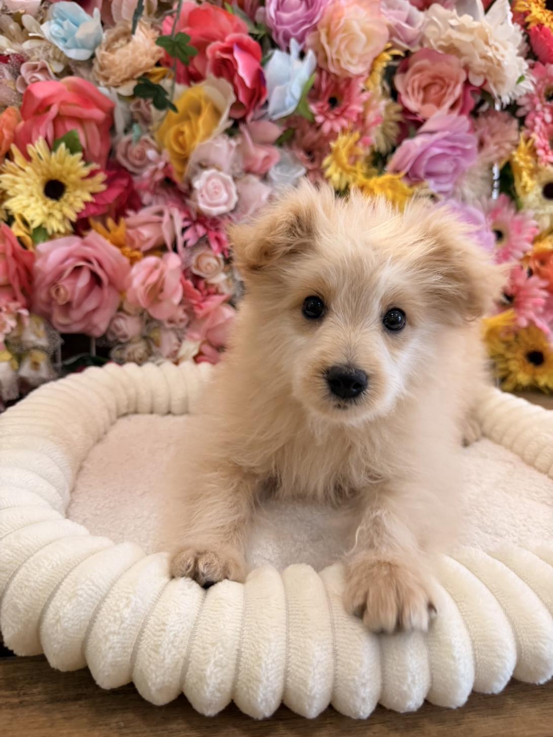 福岡県のポメプー(ポメラニアン×プードル) (スタードッグス大牟田店/2025年12月7日生まれ/男の子/クリーム)の子犬の1枚目の画像