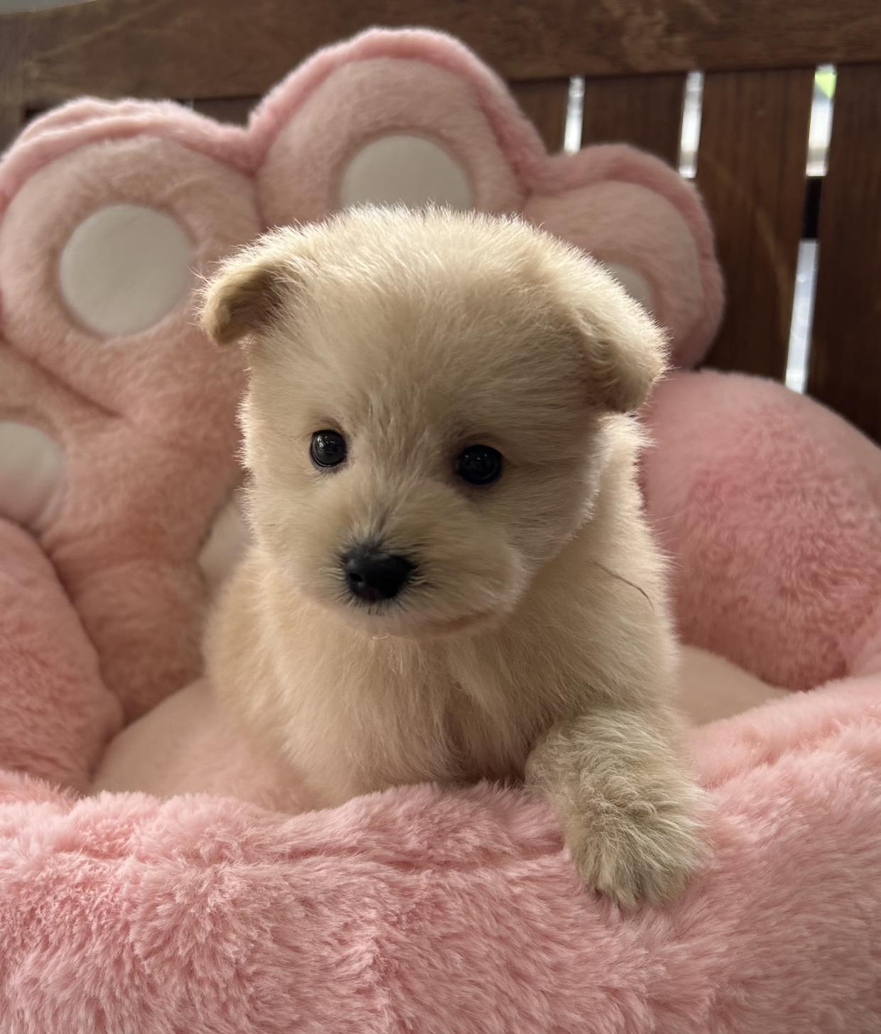 佐賀県のポメプー(ポメラニアン×プードル) (スタードッグス新鳥栖店/2025年12月7日生まれ/男の子/クリーム)の子犬の2枚目の画像
