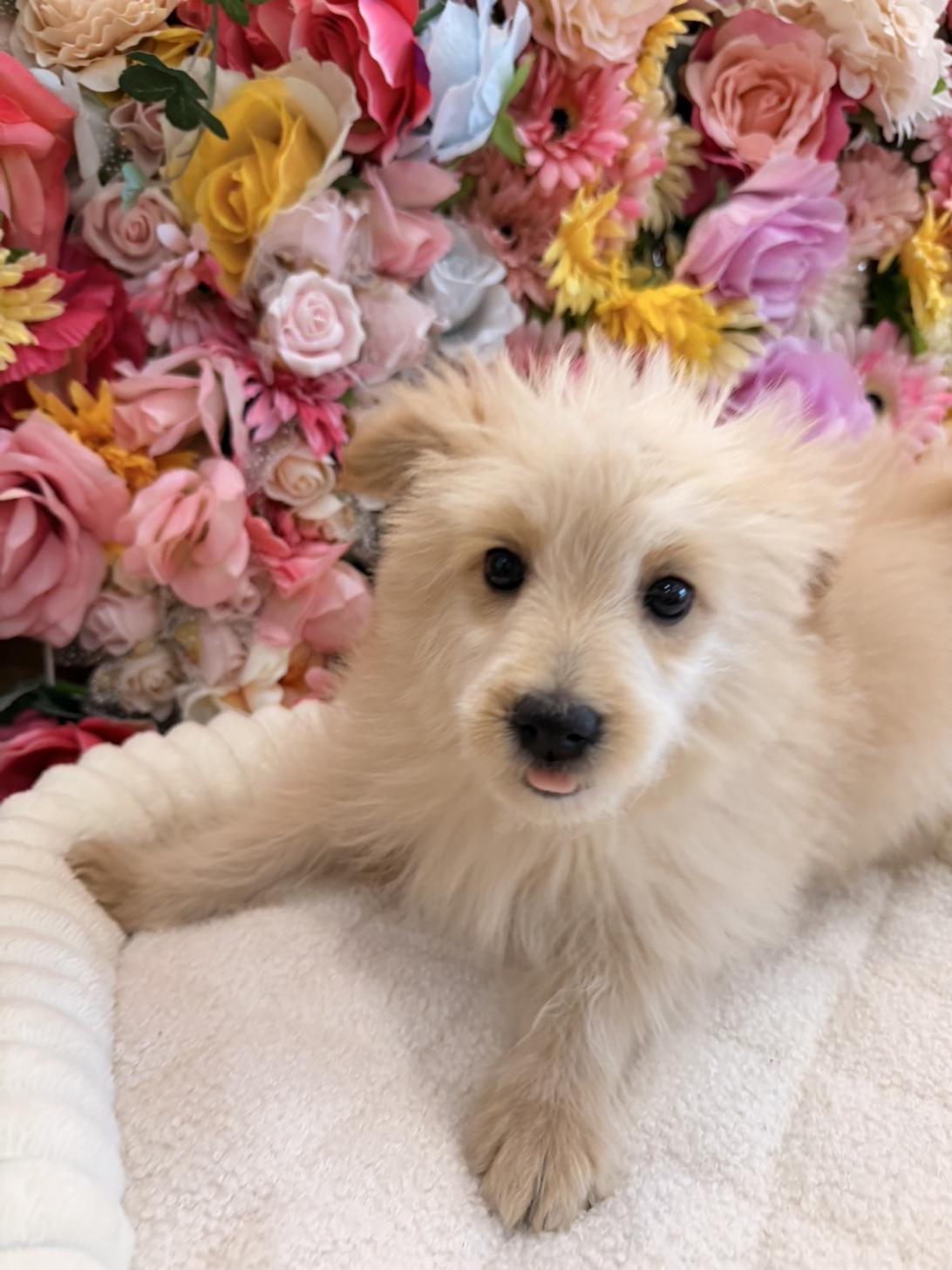 福岡県のポメプー(ポメラニアン×プードル) (スタードッグス大牟田店/2025年12月7日生まれ/男の子/クリーム)の子犬の4枚目の画像