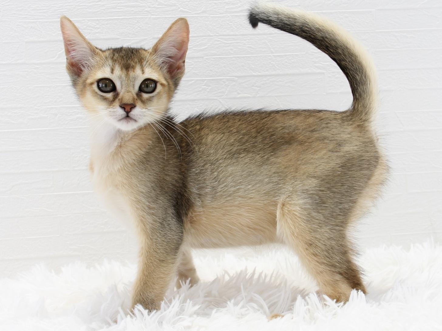 愛知県のハーフ猫・ミックス猫 (猫福家 名古屋南店/2025年7月7日生まれ/女の子/ルディ)の子猫の1枚目の画像