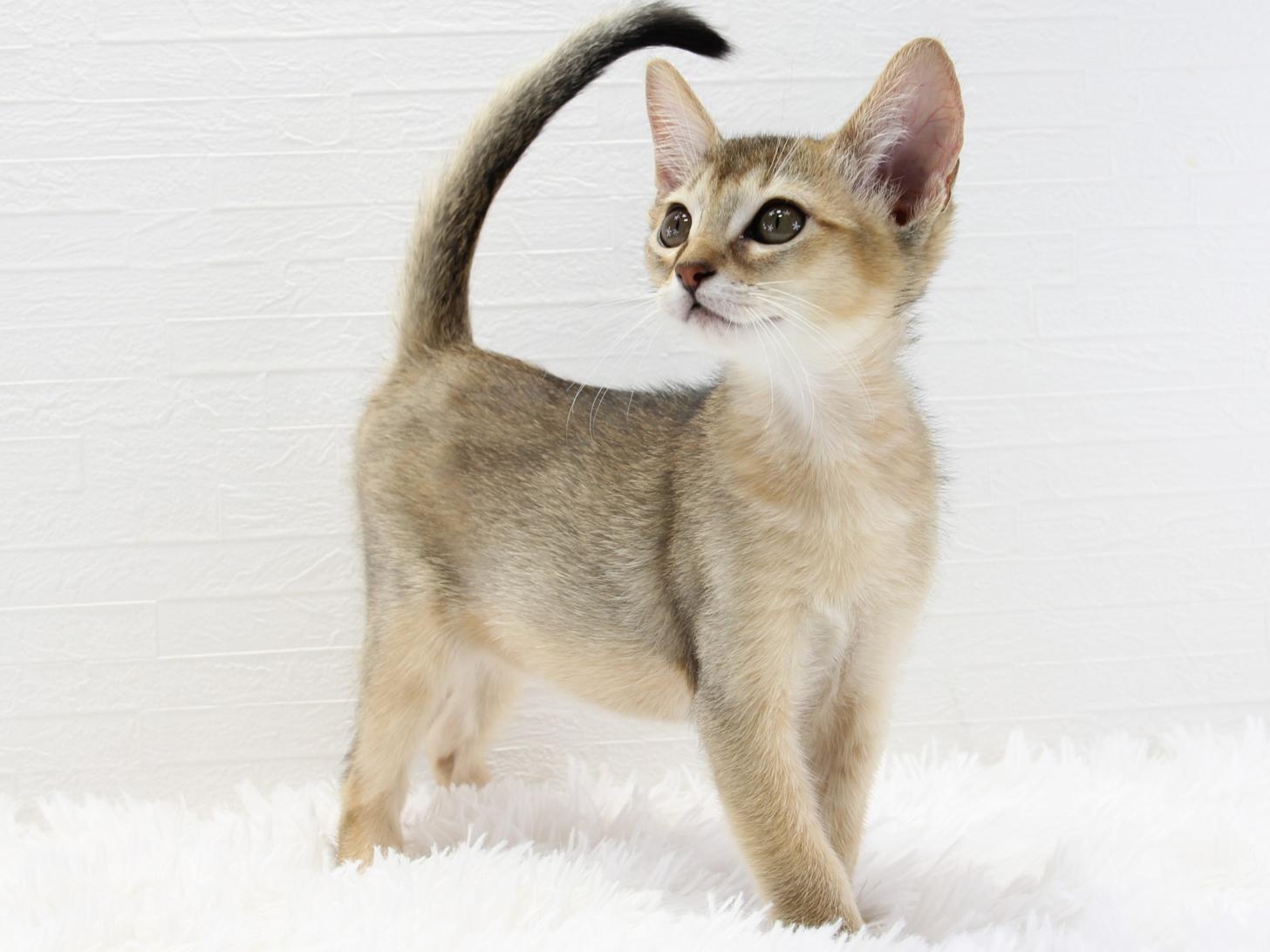 愛知県のハーフ猫・ミックス猫 (猫福家 名古屋南店/2025年7月7日生まれ/女の子/ルディ)の子猫の2枚目の画像