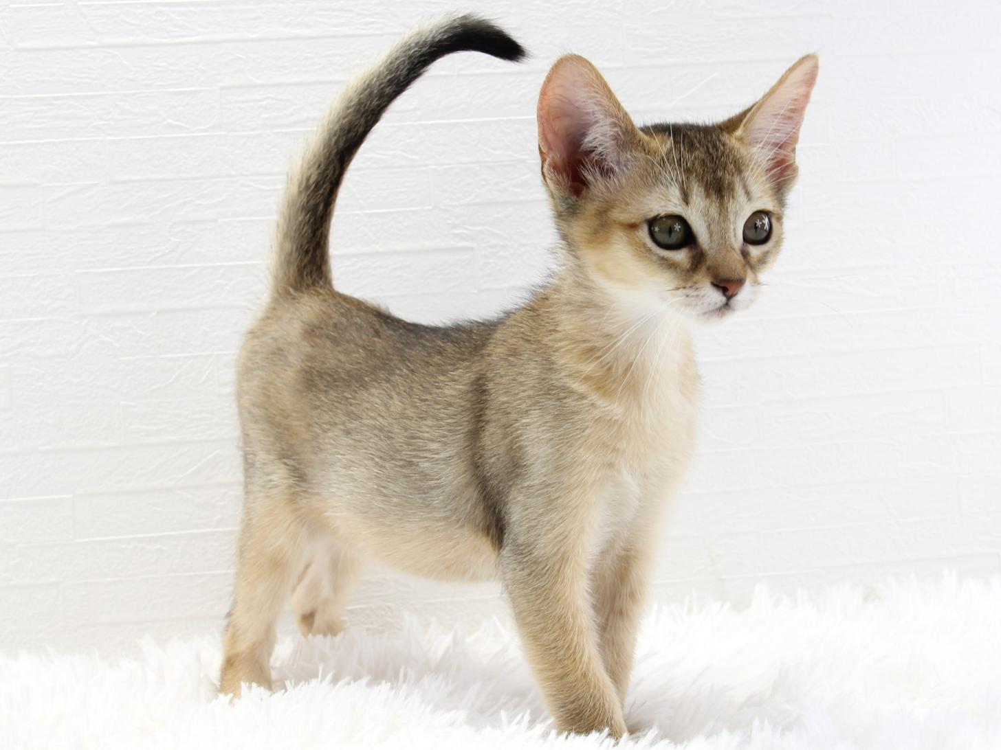 愛知県のハーフ猫・ミックス猫 (猫福家 名古屋南店/2025年7月7日生まれ/女の子/ルディ)の子猫の3枚目の画像